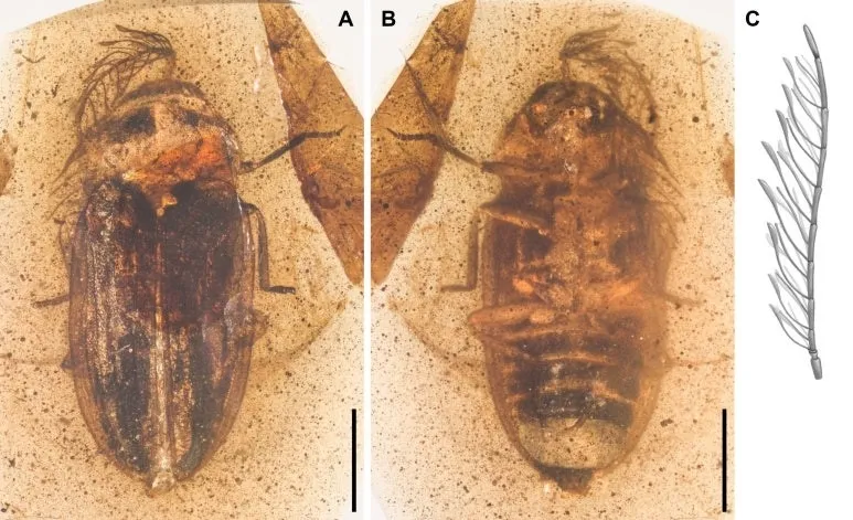 thumbnail - 호박 속 보존된 이카로라무스 페리시의 화석. Proceedings of the Royal Society B: Biological Sciences (2026)
