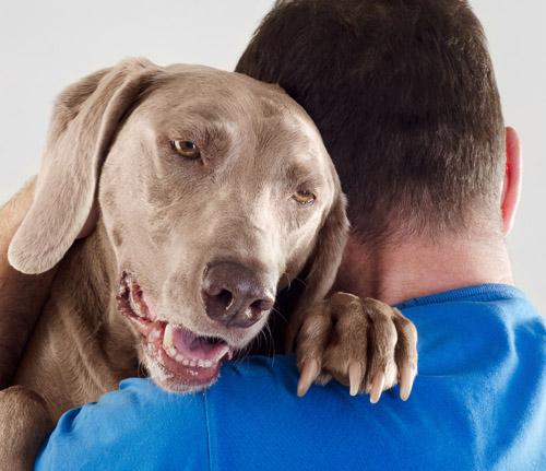 Resultado de imagen para Weimaraner ê° ìíì ëì