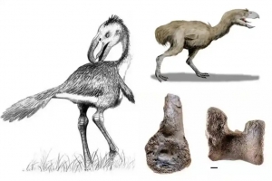 가장 큰 ‘공포의 새’ 화석 발견…“키 3m 달했으나 고대 악어에게 사냥당해” [핵잼 사이