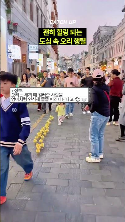 thumbnail - 중국 도심 길거리에 등장한 ‘오리 행렬’ 정체
