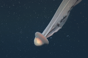 thumbnail - 심해서 마주친 버스만한 유령?…9m 길이 초희귀 ‘유령 해파리’ 발견 [핵잼 사이언스]