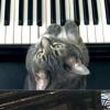 ‘피아니스트 고양이’ 나도 스타 “야옹”