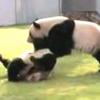 “판다가 레슬링하는거 보실래요”… 동영상 인기