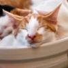 ‘냄비에 누운 고양이’ 사진 日서 인기