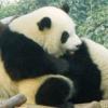 중국인들의 판다 사랑 “대단하네!”