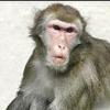 싱가폴연구팀 “원숭이도 ‘성매매’ 한다”