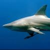 ‘처녀’상어가 새끼를 낳아도 이유는 있다