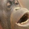 ‘오랑우탄 휘파람’ 언어진화와 관련 있을까?