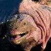 갈라파고스 섬에서 ‘핑크빛 이구아나’ 발견