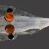 심해에 사는 눈 4개 ‘유령 물고기’의 비밀