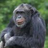 계획 세워 행동하는 ‘엘리트’ 침팬지 발견