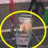 슈퍼마켓에 훔친 양 버린 도둑 ‘수배’