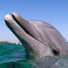 ‘사춘기’ 돌고래 심술에 관광객 “짜증나”