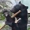 “찌르고 돌리고…” 무술하는 ‘쿵푸 베어’ 영상 화제
