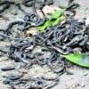 中지렁이 ‘집단자살’ 재앙전조 불안감 확산