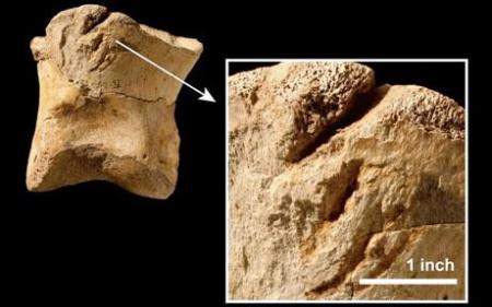 티라노사우루스, 동족도 잡아먹어…증거 발견
