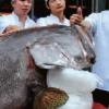 무려 301㎏ 괴물 ‘우럭바리’ 낚였다…가격은?