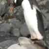 “바위야 바다표범이야?”…밟았다 깜짝 놀란 펭귄