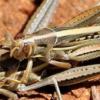 ‘괴물 메뚜기떼’ 습격에 호주 전역 공포