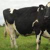 ‘몸에 좋은’ 모유 나오는 젖소 中서 개발