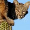 눈물 나는 생존전략…가시덮힌 선인장 위 보브캣