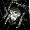 24m짜리 ‘강철 거미줄’…괴물거미 발견