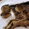 페루에서 500년 된 ‘개 미라’ 발견