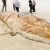 중국에 밀려온 17m ‘바다괴물’ 깜짝