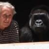다큰 ‘고릴라’ 집안서 키우는 노부부 화제