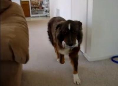 세계서 가장 게으른 주인을 위한 특별한 개?