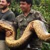 인간도 ‘꿀꺽’ 하는 ‘괴물 아나콘다’ 잡혔다