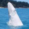 “전세계 1마리”…희귀한 ‘흰혹등고래’ 새끼 발견