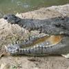 태국 홍수로 무려 ‘100마리 악어’ 집단 탈출