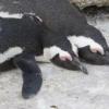 생이별한 게이 펭귄 커플 중 한마리 ‘여친’ 생겨