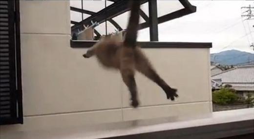 점프 실패 고양이 점프 실패 고양이