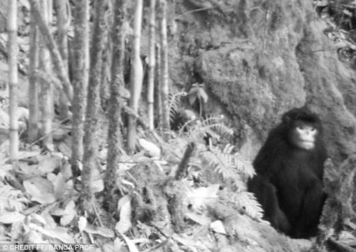 해골 얼굴 원숭이