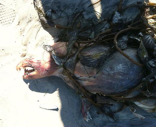 센디에이고 데모노이드