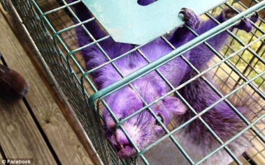 보라색 다람쥐 발견