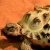 하트 모양 등 가진 ‘쌍두’ 거북이 화제