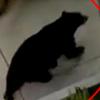 길거리에 200kg 흑곰 출몰…문자하던 행인도 ‘깜짝’