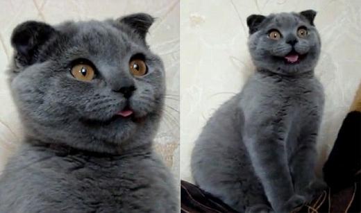 가장 귀여운 고양이 ‘크세니아’
