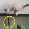 ‘만렙’ 물고기 기습에 고양이 ‘화들짝’