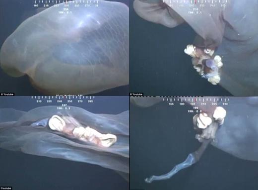 해파리 닮은 괴생물