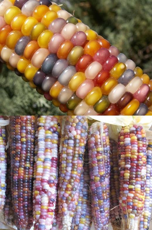 유리보석 옥수수