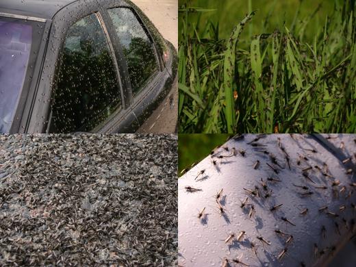 벨라루스 모기떼 속출