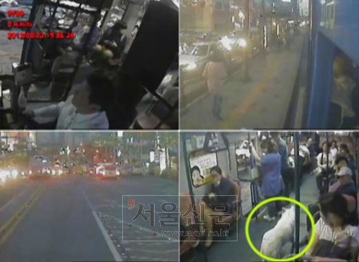 버스 무임승차한 백구 버스 무임승차한 백구