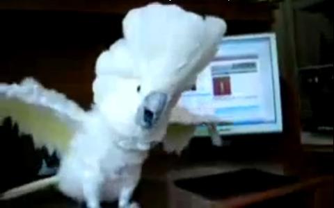 헤드뱅잉하는 앵무새