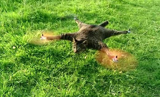 고양이 헬리콥터 논란