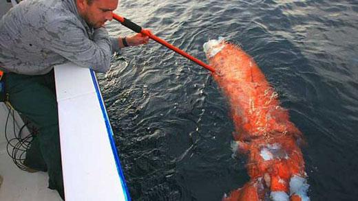 3m 거대오징어 발견