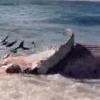 해안가 고래 공격하는 100마리 상어떼 포착
